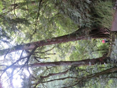 拉拉山國家森林遊樂區（攝影：林業保育署新竹分署提供）