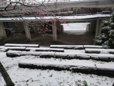 東眼山初春第一雪(林業保育署新竹分署提供)