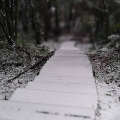 東眼山自導式步道踏雪(林業保育署新竹分署提供)