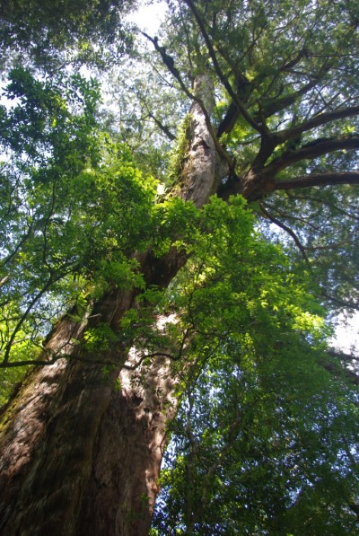 拉拉山的巨木森林(林業保育署新竹分署提供)