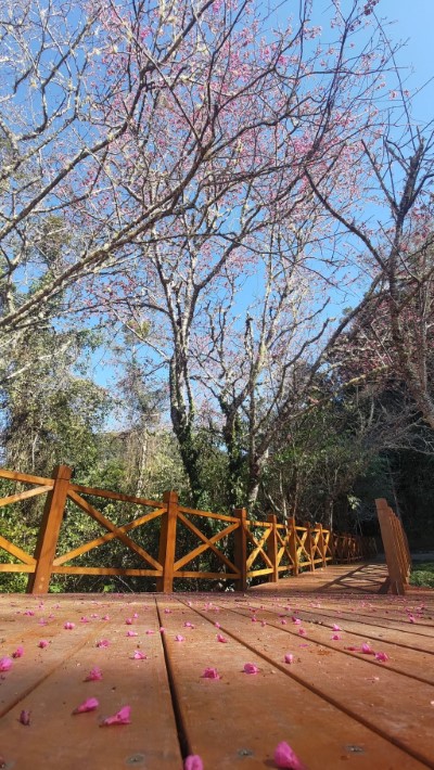 春神來了~拉拉山國家森林遊樂區山櫻花(林業保育署新竹分署提供)