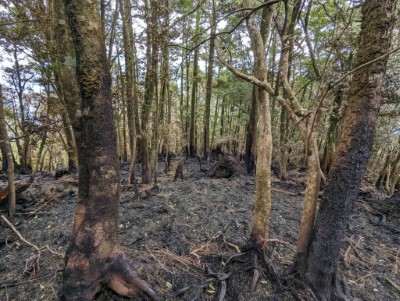 大鹿林道112年3月23日森林火災後，造林地內林木受災情形(林業保育署新竹分署提供)