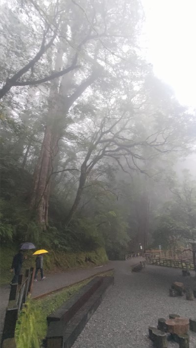 拉拉山國家森林遊樂區巨木步道(林業及自然保育署新竹分署提供)