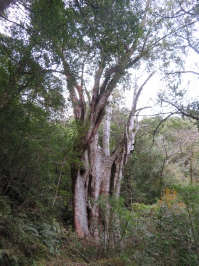 拉拉山國家森林遊樂區紅檜巨木(林業及自然保育署新竹分署提供
