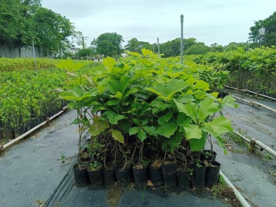 在臺灣僅分布於新竹和苗栗低海拔丘陵，還被《2017臺灣維管束植物紅皮書名錄》評定為極危等級（CR）物種的槲櫟。(林業保育署新竹分署黃婉如提供)