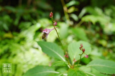 夏季涼爽的氣溫中盛開著獨特的「棣慕華鳳仙花」，是誰來採花蜜呢？（森之形自然教育團隊提供；陳柏璋攝影）