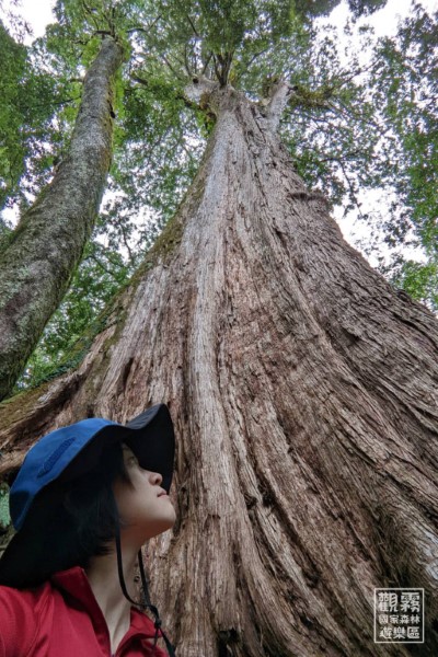 這棵巨木在哪裡？一起來聽解說員的森林探險故事。（森之形自然教育團隊提供）