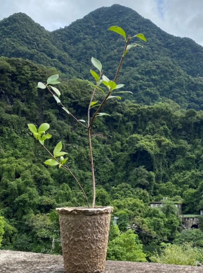 田代氏石斑木(林業保育署新竹分署提供)