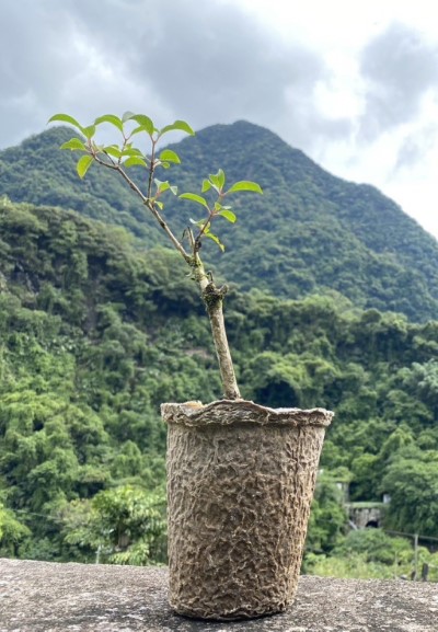 短柱山茶(林業保育署新竹分署)