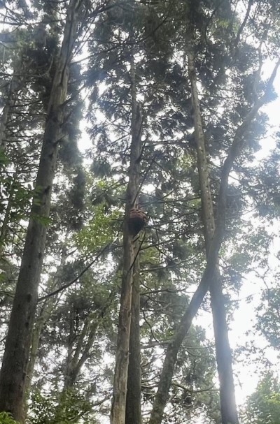 加里山步道大坪登山口附近虎頭蜂蜂窩(林業保育署新竹分署提供)