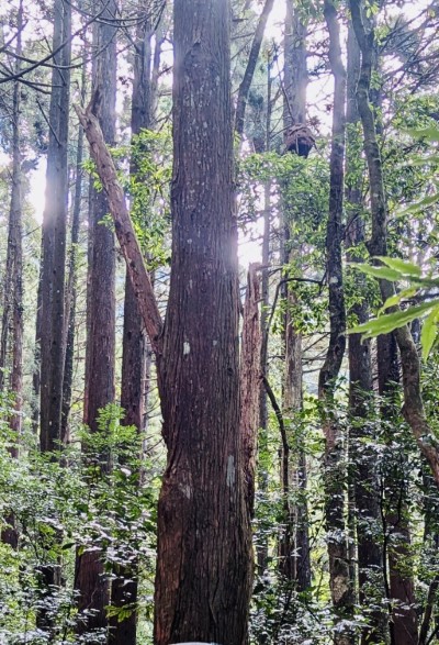 加里山步道大坪登山口附近虎頭蜂蜂窩(林業保育署新竹分署提供)