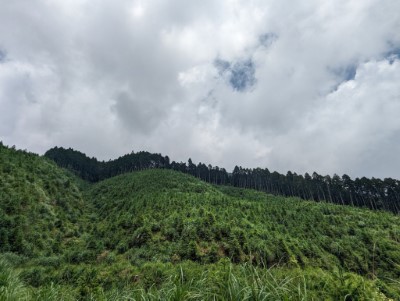 永泰林場-林班地的每棵樹都是前人盡心盡力栽培長大而成(林業保育署新竹分署提供)