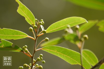 山胡椒是原住民料理中極具代表性的調味品，而這種植物在不同語言中的發音也有所不同，賽夏語稱做「ｍae_aew」，泛泰雅族則稱作「maqaw」。（森之形自然教育團隊提供）