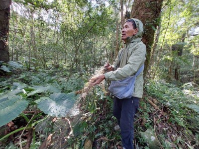 圖1、新竹分署竹東工作站同仁進行鳥網拆除工作(新竹分署提供)