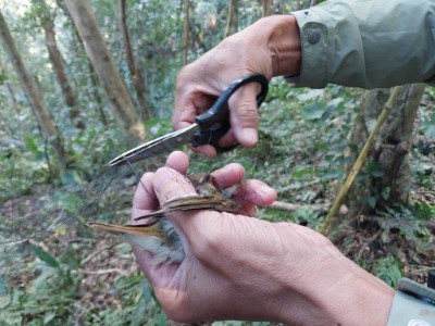 圖2、新竹分署竹東工作站同仁解救受困野鳥(新竹分署提供)