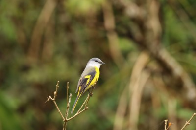 灰喉山椒鳥雌(東眼山自然教育中心提供)