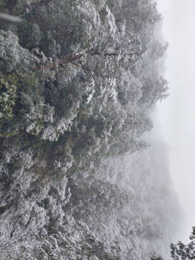 拉拉山國家森林遊樂區雪景(林業保育署新竹分署提供)