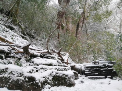 拉拉山國家森林遊樂區雪景(林業保育署新竹分署提供)