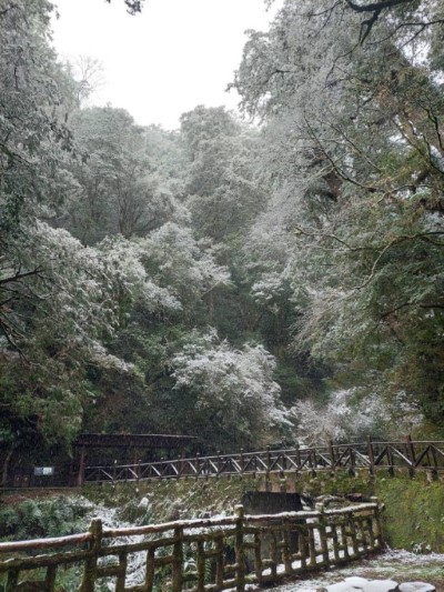 拉拉山國家森林遊樂區雪景(林業保育署新竹分署提供)