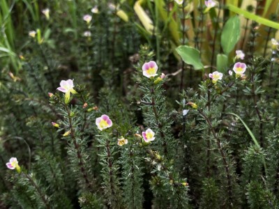 桃園臺地受威脅水生植物「桃園石龍尾」(林業保育署新竹分署提供)