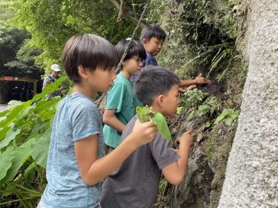 學童將大葉火焰草種植於原生育地(林業保育署新竹分署提供)