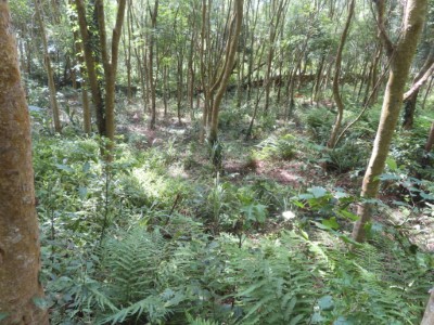 盤點苗南淺山丘陵保育軸帶周邊國有林地，112年開始進行林相整理與森林下層植被營造。(林業保育署新竹分署大湖工作站余建勳技正提供)