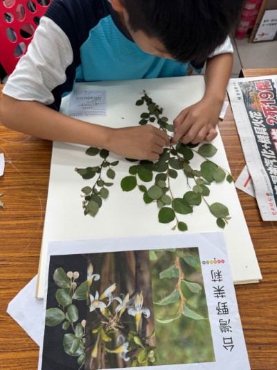 在野外採集的臺灣野茉莉上板固定。(林業保育署新竹分署提供)