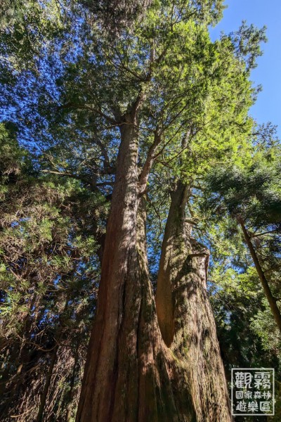 檜山巨木群步道是觀霧國家森林遊樂區最熱門的路線，五棵高聳入雲的紅檜巨木嵾天靜候旅人造訪。（森之形自然教育團隊提供）