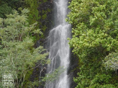 觀霧瀑布步道是一條林蔭步道，步道終點是一座涼亭，可遠觀山壁上的觀霧瀑布。（森之形自然教育團隊提供）