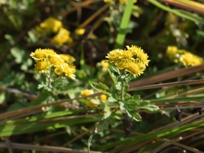 展現亮黃色澤花朵的新竹油菊(林業試驗所提供)