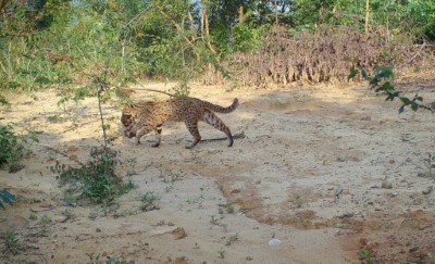 淺山是石虎及其他野生動物賴以為生的家園(林業保育署新竹分署提供)