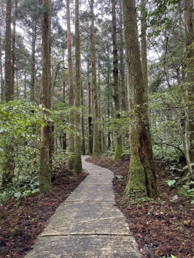 東眼山國家森林遊樂區景觀步道(林業保育署新竹分署提供)