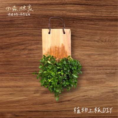 2025回森林家_上板植物手作DIY(林業保育署新竹分署提供)
