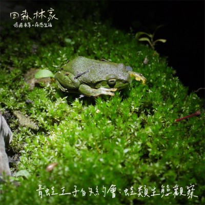 2025回森林家_青蛙王子的約會(林業保育署新竹分署提供)