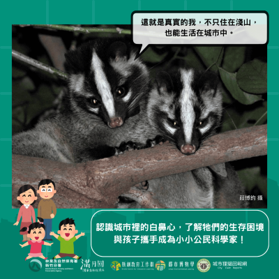 圖2、城市狸貓保衛戰-白鼻心(滿月圓遊客中心提供)