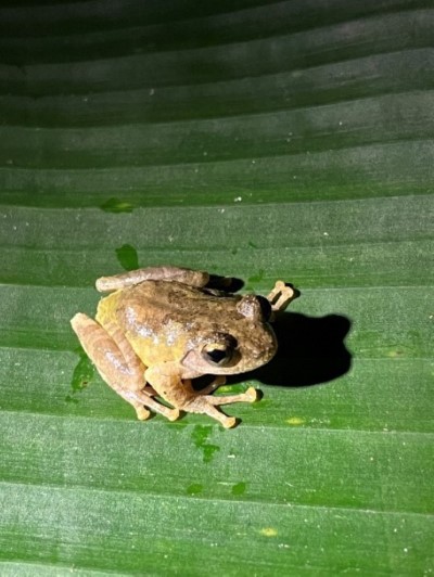 圖片2、張大眼睛仔細尋找蛙蛙