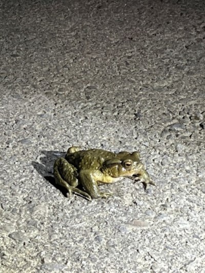 圖片3、除了蛙類也有不少夜間生物出沒