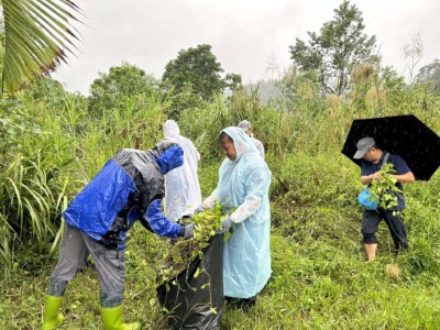 圖三、現場合力拔除小花蔓澤蘭(新竹分署提供)