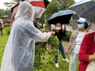 圖二、現場實物介紹小花蔓澤蘭(新竹分署提供)