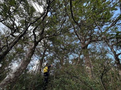 圖一、特遣隊員在深入模故山稜線時意外發現臺灣水青岡族群生長。(林業保育署新竹分署攝影)