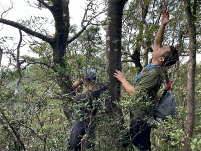 圖三、量測記錄山徑旁之臺灣水青岡。(林業保育署新竹分署攝影)