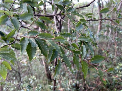 圖二、臺灣水青岡。(林業保育署新竹分署攝影)