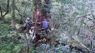 圖四、隊員們合力完成臺灣扁柏貴重木胸徑量測工作。(林業保育署新竹分署攝影)