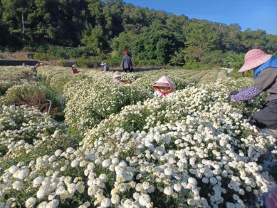 圖4、九湖社區杭菊田採菊實況(火炎山生態教育館提供)
