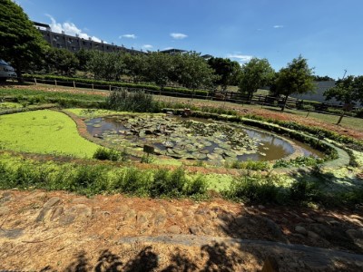 圖三、和平濕地生態學會認養和平森林公園，讓更多人認識珍稀水生植物的美好