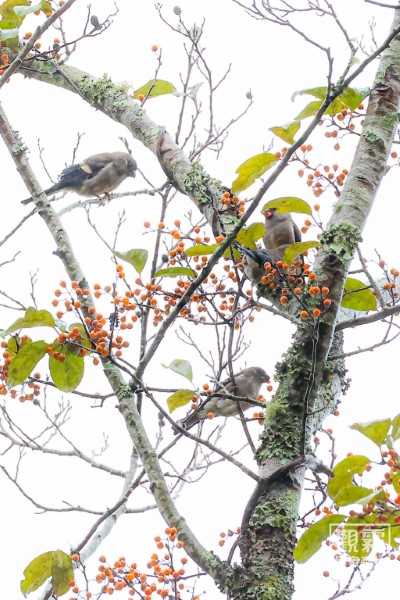 04_即便在濕冷的冬日，仍有許多鳥兒會出來活動。幾隻褐鷽正在享用盛開的南蛇藤果實。（森之形自然教育團隊提供；黃易凡攝影）