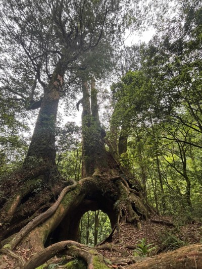 圖2.赫威神木群形成天然的洞穴(東眼山自然教育中心提供)