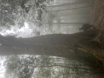 圖3.帶著敬畏的心潛心沉澱共頻(東眼山自然教育中心提供)