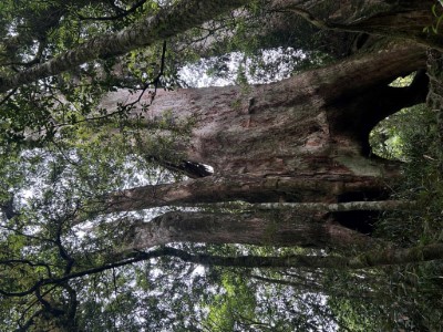 圖4.瞻仰赫威神木群(東眼山自然教育中心提供)