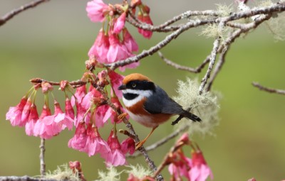 3.紅頭山雀(葉陳松老師提供).